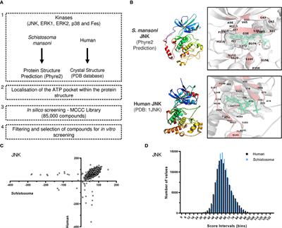 Docking-Based Virtual Screening Enables Prioritizing Protein Kinase Inhibitors With In Vitro Phenotypic Activity Against Schistosoma mansoni
